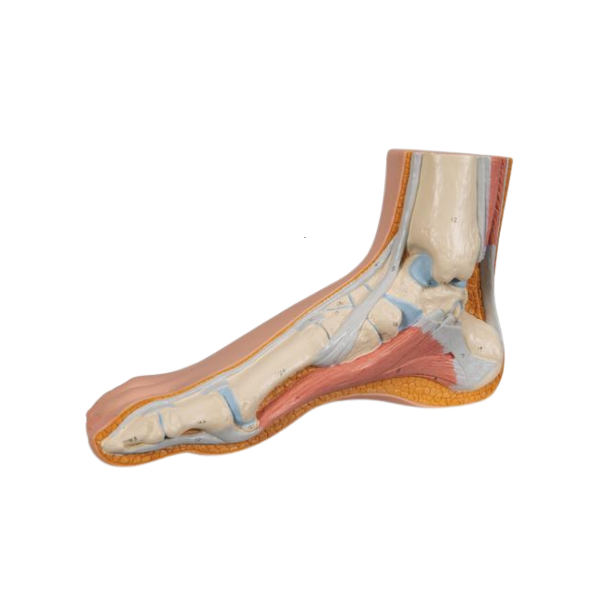 Ensemble de modèles de pieds - Lot de 3 - 3B Scientific
