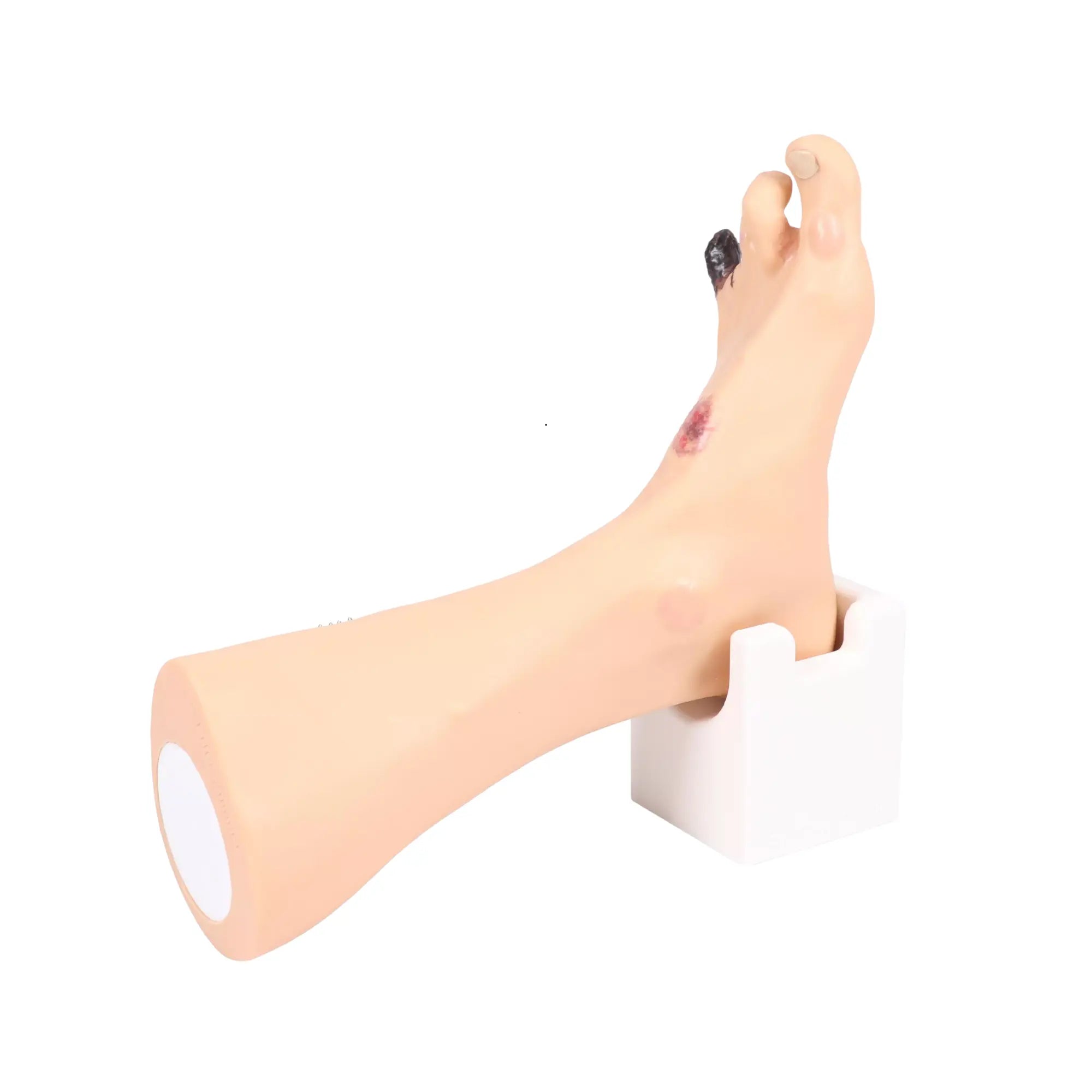 Modèle de pied avec plaies - Anatomie et pathologie My Podologie 