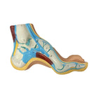 Hollow foot model - Herbitas