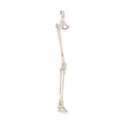 Squelette de la jambe avec moitié du bassin + Muscles dessinés
