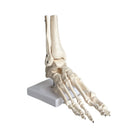 Skeleton of the articulated foot - My Podiatry